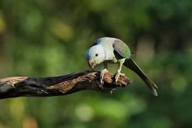 Aleksandretta seledynowa - Malabar Parakeet