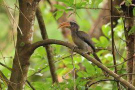 Dzioborożec szary - Malabar Grey-Hornbill