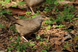 Tymal szarogłowy - Jungle Babbler