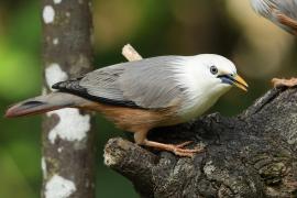 Szpak rdzawobrzuchy - Malabar Starling