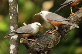 Szpak rdzawobrzuchy - Malabar Starling