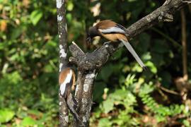 Srokówka jasnoskrzydła - Rufous Treepie