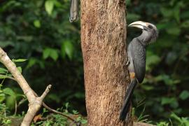 Dzioborożec szary - Malabar Grey-Hornbill