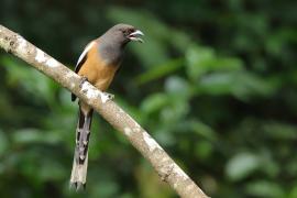 Srokówka jasnoskrzydła - Rufous Treepie