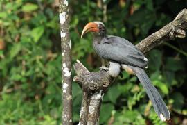 Dzioborożec szary - Malabar Grey-Hornbill