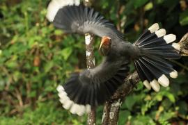 Dzioborożec szary - Malabar Grey-Hornbill