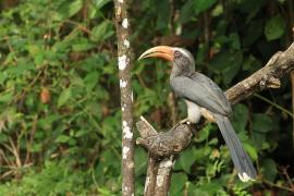 Dzioborożec szary - Malabar Grey-Hornbill