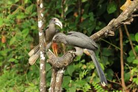 Dzioborożec szary - Malabar Grey-Hornbill