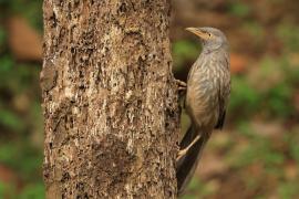 Tymal szarogłowy - Jungle Babbler