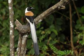 Srokówka białobrzucha - White-bellied Treepie