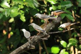 Szpak rdzawobrzuchy - Malabar Starling