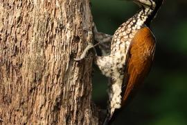 Sułtan indochiński - Greater flameback