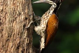 Sułtan indochiński - Greater flameback
