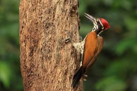 Sułtan złotogrzbiety - Greater flameback