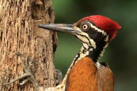 Sułtan złotogrzbiety - Greater flameback