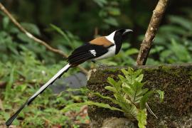 Srokówka białobrzucha - White-bellied Treepie