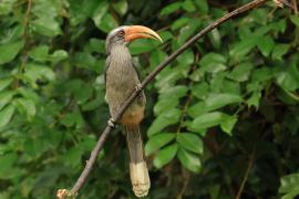 Dzioborożec szary - Malabar Grey-Hornbill