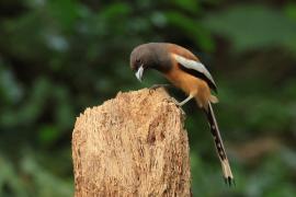 Srokówka jasnoskrzydła - Rufous Treepie