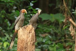 Dzioborożec szary - Malabar Grey-Hornbill