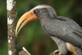 Dzioborożec szary - Malabar Grey-Hornbill