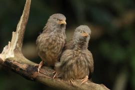 Tymal szarogłowy - Jungle Babbler