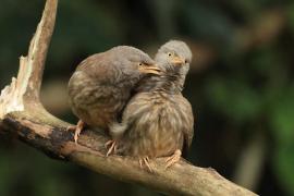 Tymal szarogłowy - Jungle Babbler