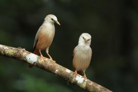 Szpak rdzawobrzuchy - Malabar Starling