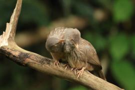 Tymal szarogłowy - Jungle Babbler