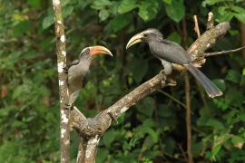 Dzioborożec szary - Malabar Grey-Hornbill