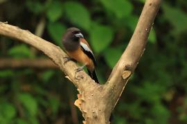 Srokówka jasnoskrzydła - Rufous Treepie