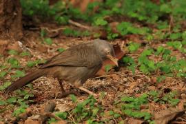 Tymal szarogłowy - Jungle Babbler