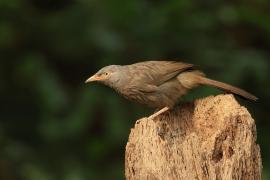 Tymal szarogłowy - Jungle Babbler