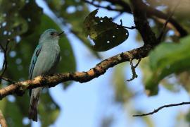 Modrówka seledynowa - Verditer Flycatcher