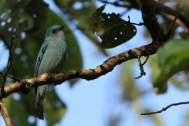 Modrówka seledynowa - Verditer Flycatcher