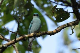 Modrówka seledynowa - Verditer Flycatcher