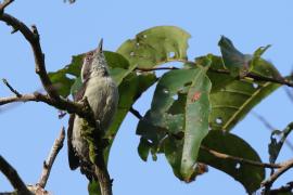 Dzięcioł brązowogłowy - Indian Pygmy Woodpecker