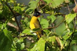 Bilbil rubinowy - Flame-throated Bulbul