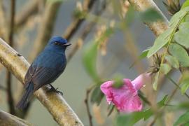 Modrówka turkusowa - Nilgiri Flycatcher
