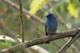 Modrówka turkusowa - Nilgiri Flycatcher