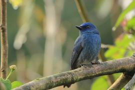 Modrówka turkusowa - Nilgiri Flycatcher