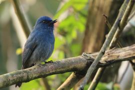 Modrówka turkusowa - Nilgiri Flycatcher