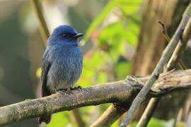 Modrówka turkusowa - Nilgiri Flycatcher