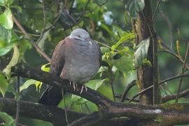 Gołąb brązowogrzbiety - Nilgiri Wood-Pigeon