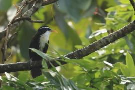 Łączniak żółtodzioby - Indian Scimitar-Babbler