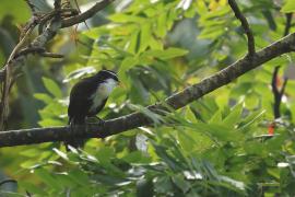 Łączniak żółtodzioby - Indian Scimitar-Babbler