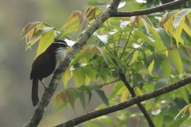 Łączniak żółtodzioby - Indian Scimitar-Babbler