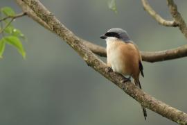 Dzierzba zmienna - Long-tailed Shrike