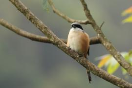 Dzierzba zmienna - Long-tailed Shrike