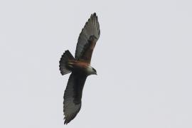 Rdzawobrzuch - Rufous-bellied Eagle