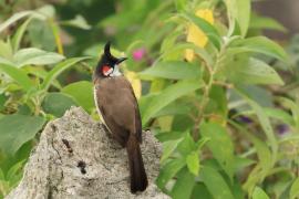 Bilbil zbroczony - Red-whiskered Bulbul